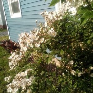 Meet your Posher, Priscilla